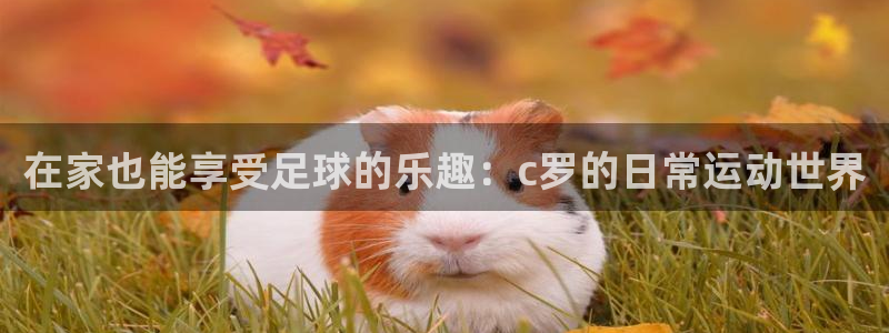 探球体育足球即时比分